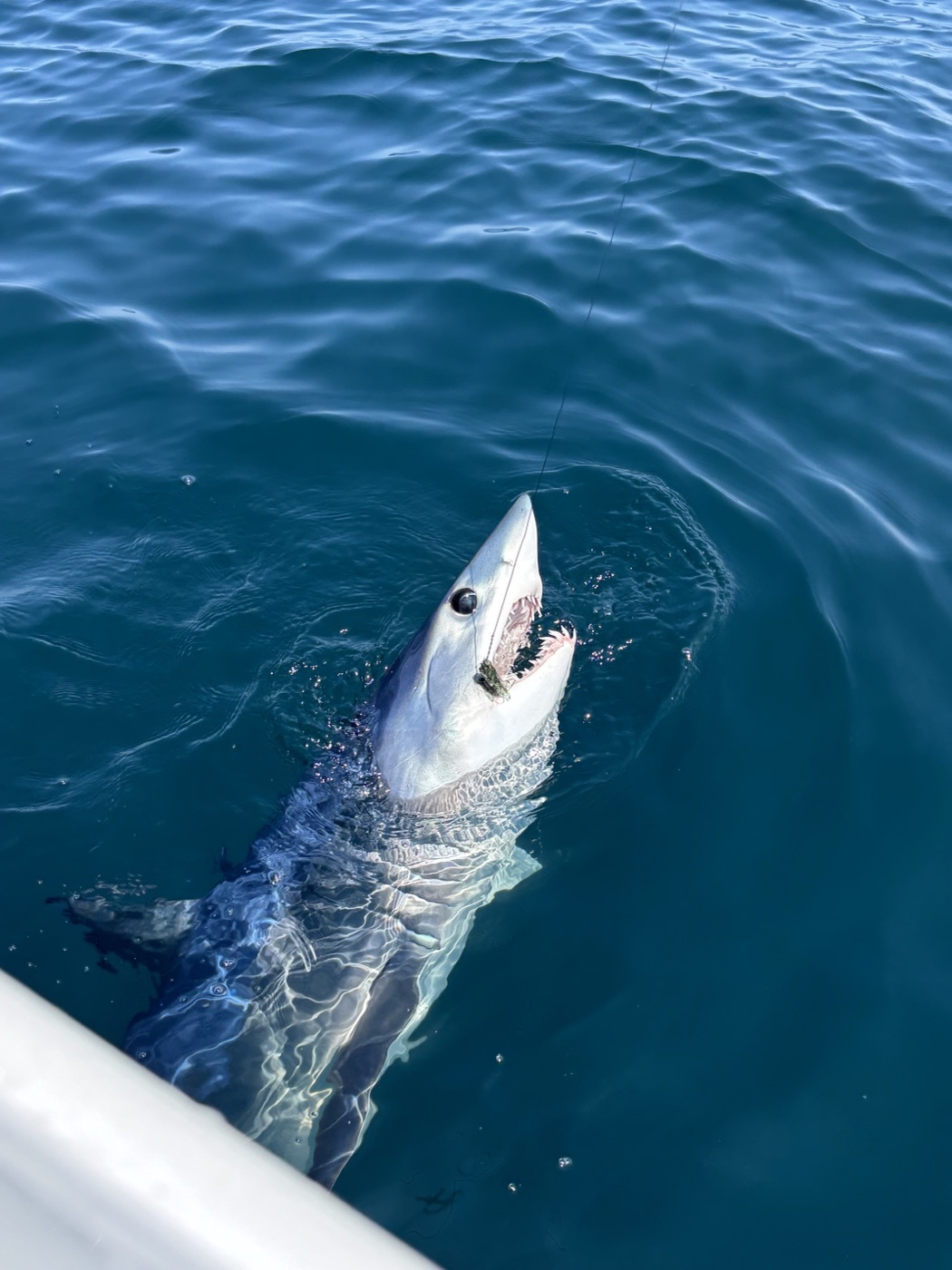 Mako shark surfacing beside the boat