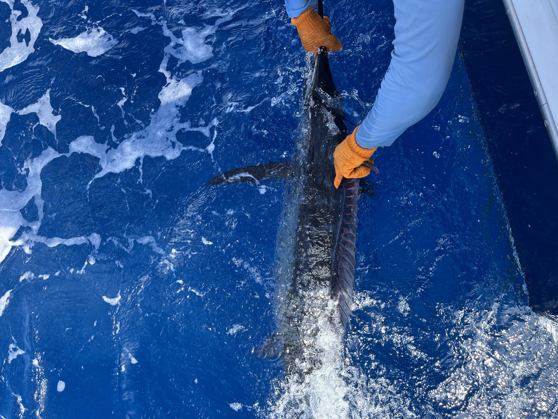 Sailfish boatside for release off Stuart